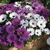 Osteospermum Seeds Asti Mix 15 Seeds
