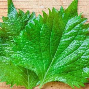 Green Perilla Shiso seeds. Delicious, Aromatic, and Versatile. Easy to grow asian vegetable seeds.