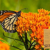 Ontario Native Plant Seeds - Butterfly Milkweed - Asclepias tuberosa
