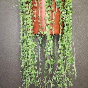 String of Pearls - Senecio Rowleyanus Succulent Live Trailing Plant Indoor Gardening DIY Fairy Garden Patio Decor
