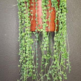 String of Pearls - Senecio Rowleyanus Succulent Live Trailing Plant Indoor Gardening DIY Fairy Garden Patio Decor