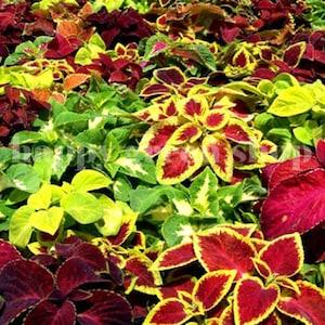 300 SEEDS - COLEUS 'Rainbow mix' - annual plant - exotic seeds