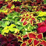 300 SEEDS - COLEUS 'Rainbow mix' - annual plant - exotic seeds