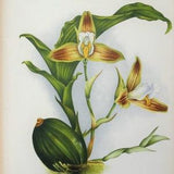 Antique Botanical Print ORCHID LYCASTE DEPPEI  Linden Original Large  c1885