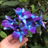 14.6'' Galaxy Orchids Stems,Purple Blue Galaxy Orchid, 3pcs Flowers Head/stems, Blue Island Orchid, Turquoise Purple Orchids 50stems