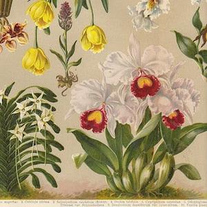 antique print of Orchids, 1926 Chromolithograph botanical plate, antique botanical print