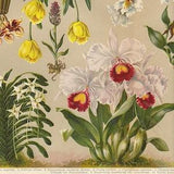 antique print of Orchids, 1926 Chromolithograph botanical plate, antique botanical print