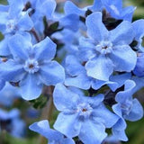 Firmament Chinese Forget Me Not Flower Seeds - Open-Pollinated for Seed Saving - Non-Hybrid & Non-GMO - Heirloom Canada Flower Seeds