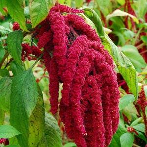 Love Lies Bleeding Amaranth - Amaranthus caudatus - Rare 'Plant' Seeds - Red Tassel Flower, Tassel Amaranth, Amaranthaceae,Dangling Amaranth
