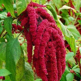 Love Lies Bleeding Amaranth - Amaranthus caudatus - Rare 'Plant' Seeds - Red Tassel Flower, Tassel Amaranth, Amaranthaceae,Dangling Amaranth