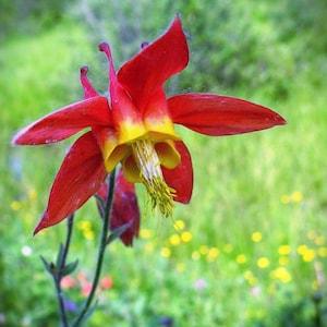 Wild Columbine Seeds Canada, Aquilegia Canadensis, Native Flower, Wildflower Garden, Red & Yellow Canadian Columbine, Perennial Flowers