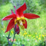 Wild Columbine Seeds Canada, Aquilegia Canadensis, Native Flower, Wildflower Garden, Red & Yellow Canadian Columbine, Perennial Flowers