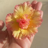 Adenium obesum "Orange rainbow"live plant~Dessert Rose Yellow~Seedling size