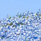 Baby Blue Eyes Seeds / Nemophila menziesii