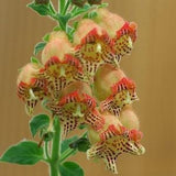 Kohleria - Kohleria Allenii - Rare 'Plant' Seeds - Kohleria amabilis, Yellow-Orange, Crimson Flag, Gesneriaceae, Downy Fuzzy Cape Primrose