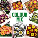 Primrose Mix - Primula auricula - Rare 'Plant' Seeds - Primrose, Yellow-Red, Primula, Vibrant Garden Primrose Mix,Floral Fusion Primrose Mix