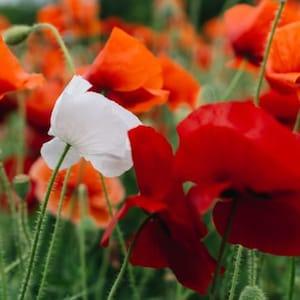 100+ White and Red Mix Poppy Seeds-Papaver Rhoeas-P. Somniferum-P. Nudicaule-B264-Canadian Pride Mix Poppy Flower-Divinely Beautiful Annual!