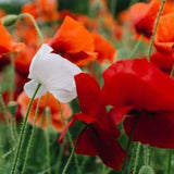 100+ White and Red Mix Poppy Seeds-Papaver Rhoeas-P. Somniferum-P. Nudicaule-B264-Canadian Pride Mix Poppy Flower-Divinely Beautiful Annual!