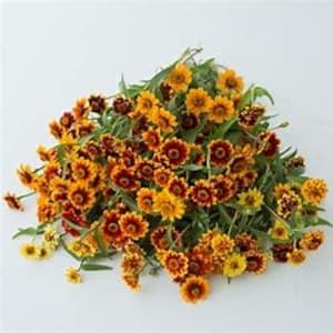 Persian Carpet Mix ZINNIA SEEDS miniature orange, gold, mahogany unique bicolor. cut flower bouquet florist Dizzy Bees Urban Garden