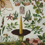 1897 Antique lithograph of EXOTIC PLANTS. Tropical Plants. Orchids. Flowers. Gardening. Botany. 126 years old print.