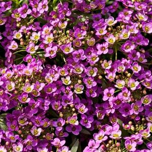 ROYAL CARPET ALYSSUM Purple Bicolor Multi Colored Sweet Alysum Groundcover Ground Cover 20 Seeds