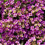 ROYAL CARPET ALYSSUM Purple Bicolor Multi Colored Sweet Alysum Groundcover Ground Cover 20 Seeds