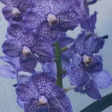 Orchid Vanda John Farrar George's Delight Hanging Plants