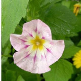 20 seeds lovely C. tricolor Morning Glory  (Convolvulus Tricolor Minor Rose Ensign)