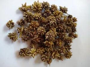 Star Flower Dried Botanical for Potpourri, Home Decor, Crafting - 1 oz