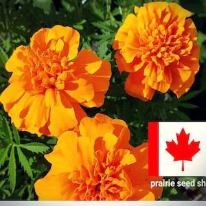 100+ Pure Orange French Marigold Flower Seeds Canada, Container Gardening, Bulk Annual Tagetes Flowers Seed, Sun & Shade Loving Souci + GIFT