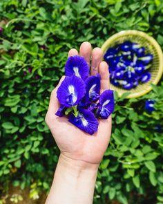 Pulut Tai Tai (a.k.a. Rich Auntie Rice Cakes..?) ?? Jun & Tonic Flower Delivery