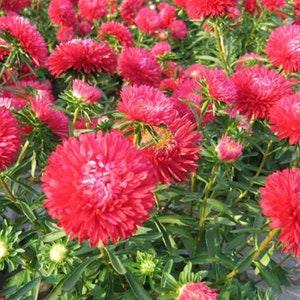 China Aster Dwarf Ribbon Red Flowers 0.5g - 100 NON GMO Seeds - Callistephus Chinensis