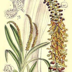 Vintage botanical print,  Mycaranthes orchid print, medicinal plant Hoodia currorii illustration,  floral print,kitchen print, herbal plant