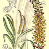 Vintage botanical print,  Mycaranthes orchid print, medicinal plant Hoodia currorii illustration,  floral print,kitchen print, herbal plant