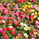 Beautiful  Ground Cover Miniature Moss Rose Flower Seed Mix