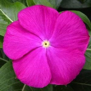 NEW! 20 Deep Orchid Vinca Seeds, Periwinkle, Sunstorm series, Vinca Major VN0620