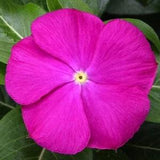 NEW! 20 Deep Orchid Vinca Seeds, Periwinkle, Sunstorm series, Vinca Major VN0620