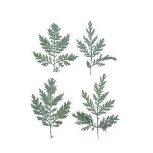 12PCS Real Pressed Dry leaf, pine tree, Artemisia carvifolia leaf FCD35