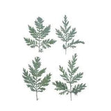 12PCS Real Pressed Dry leaf, pine tree, Artemisia carvifolia leaf FCD35