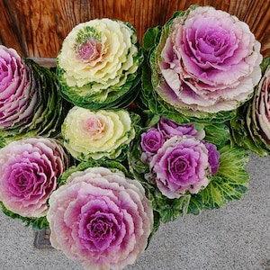 Ornamental Kale Decorative Stalk Cabbage Sunrise Mix - 10 Seeds Brassica Oleracea NON GMO