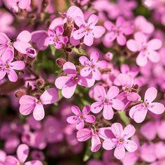Rock Soapwort Seeds, Saponaria ocymoides - Packet Flower Delivery