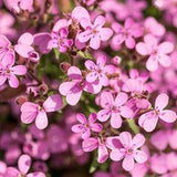 Rock Soapwort Seeds, Saponaria ocymoides - Packet Flower Delivery