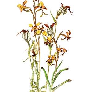 Australian Wildflowers Watercolour Original Vintage Print - Common Donkey Orchid, Jug Orchid & Bird Orchid - Unique Gift - Botanical (28)