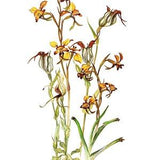 Australian Wildflowers Watercolour Original Vintage Print - Common Donkey Orchid, Jug Orchid & Bird Orchid - Unique Gift - Botanical (28)