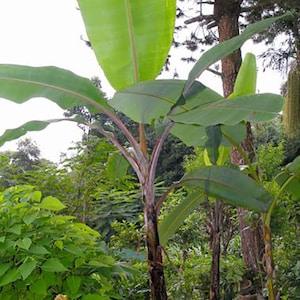 Helen's Banana - 10 Seeds - Musa sp. Hardy Musa Hybrid