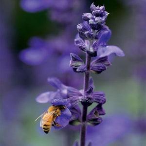 30 seeds Organic Sage Purple Salvia  Seeds