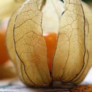 Ashwagandha Adaptogenic Herb Seeds Ayurvedic Medicinal Plant NonGMO Open Pollinated