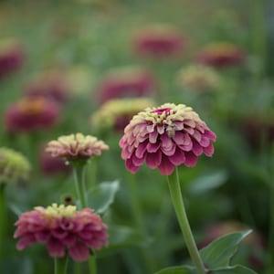 20 Queeny Lime Red Zinnia Seeds / Cut Flower / Container Gardening, Heirloom Seeds / English Garden / Wildflowers / Zinnia elegans