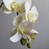 White Innocence Jumbo Orchid