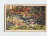 Postcard A Charming Lily Pool In The Heart Of Florida